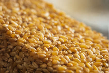 wheat grain texture background closeupの写真素材