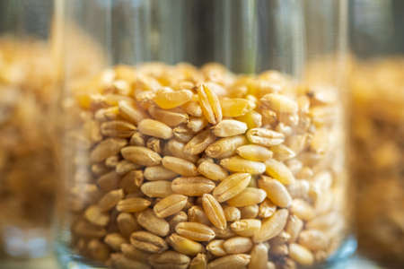 wheat grain inside glass jar storage container closeupの写真素材