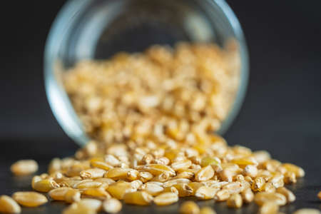 wheat grain spilled out of the glass closeupの写真素材