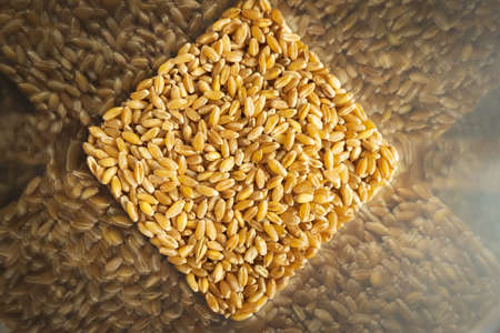 wheat grain inside square storage container closeupの写真素材