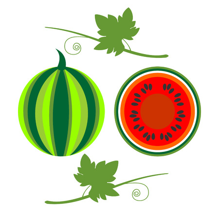 Vector fruits illustration. Detailed icons of watermelon with leaves, whole and half, isolated over white background. Series of fruits and vegetables illustrations.のイラスト素材