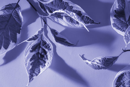 Juicy bright saturated greenery on a purple background. The large violet leaves of the flower.の写真素材