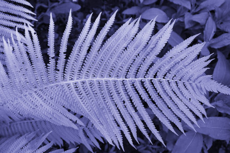 Juicy bright saturated greenery in a rainforest.The large leaves of the flower. Fern leaves.