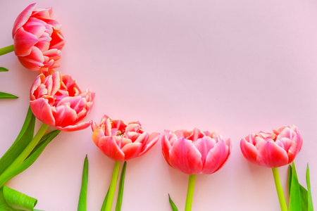 Pink, red and white tulips on a pink background. Flowers for Mothers Day, Womens Day on March 8. Space for text.の写真素材