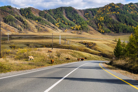 Serpentine asphalt road among high snow-capped mountain peaks, yellow desert, autumn green forest...