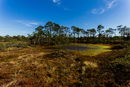 Estonian nature