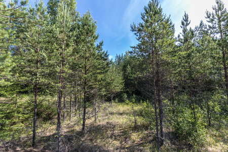 Estonian nature