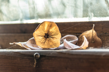 Dried figs on the windowsill, autumn still life.の写真素材