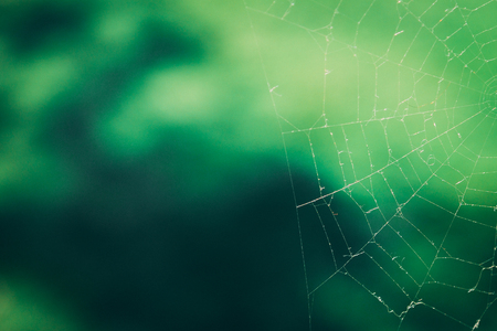 spider web on blurred green background. copy spaceの写真素材
