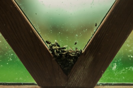 a bunch of dead flies lying on the window v-shape frameの写真素材