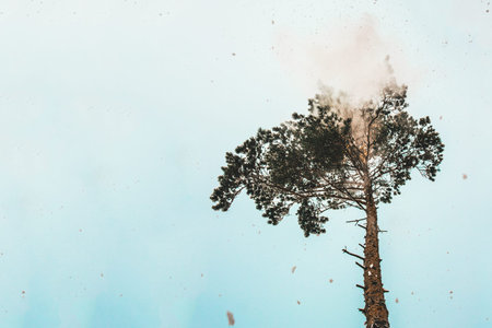 Snow falling from pine tree. Blue sky on a background.