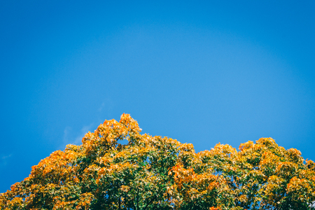 Red yellow mapple leaves over the blue sky. Place for text.の写真素材