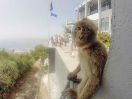 Monkey sitting on the mountain of Gibraltar resting and looking at touristsの写真素材