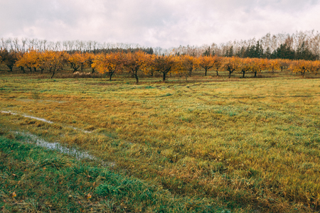 a large garden of apple trees without leaves and people in the fall. fallen apples on the ground.の写真素材