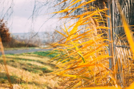 yellow plant on a blurred background with a road in autumnの写真素材