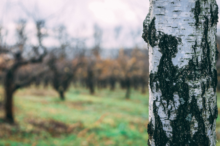 Close-up image of Birch with defocused view of the apple garden in autumnの写真素材