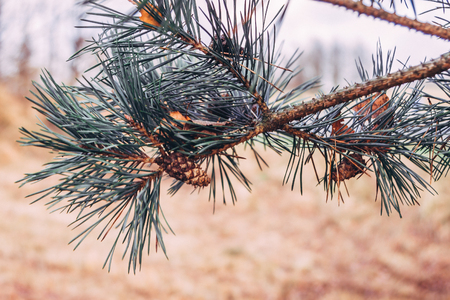 Enlarged view of pine branches with cones in autumnの写真素材