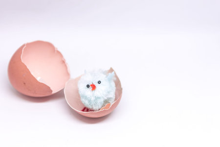 isolated blue chicken sitting in a shell on the background of a broken shell. concept of Easter