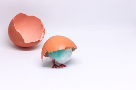isolated blue chicken sitting in a shell on the background of a broken shell. concept of Easterの写真素材