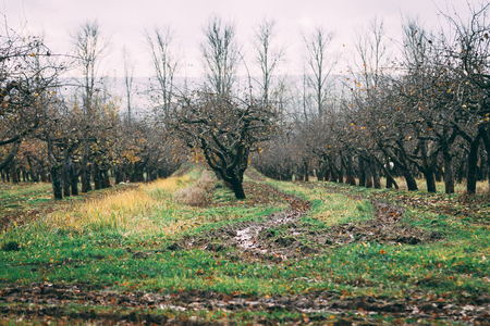 A large garden of apple trees without leaves and people in the fall. fallen apples on the ground.の写真素材