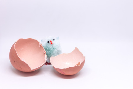 isolated blue chicken sitting in a shell on the background of a broken shell. concept of Easterの写真素材