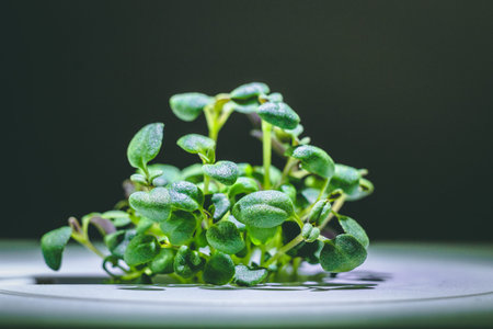 enlarged image of a little green thyme plant sprout growing from ground in the smart farm, concept...