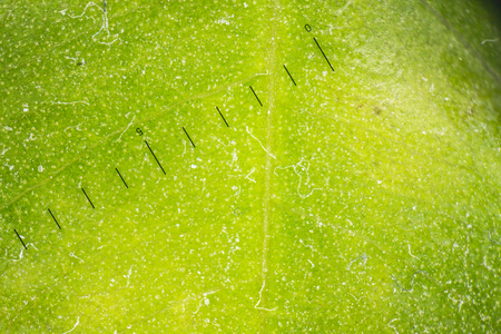 Enlarged image of a cloth fabric. fabric texture concept for background or wallpaper. Green colourの写真素材