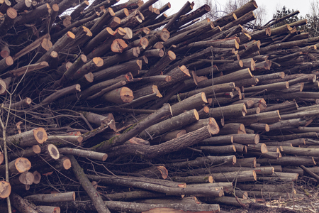 A huge heap of felled trees. The concept of ecology and nature protectionの写真素材