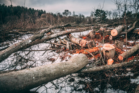 Folded trees lie in the snow  in winter. Orange sawdust and shavings. The concept of ecology and...