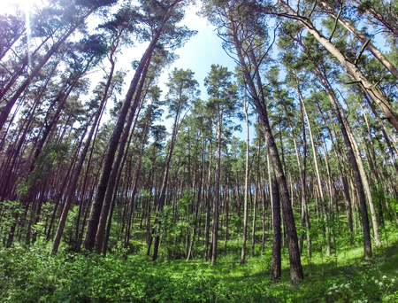 A dense forest with coniferous pine trees. Fish eye view.の写真素材