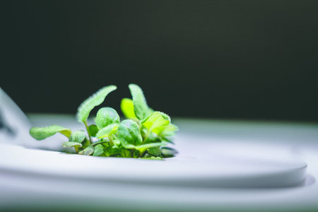 enlarged image of a little green oregano plant sprout growing from ground in the smart farm, concept of ecologic agricultureの写真素材