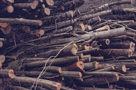 A huge heap of felled trees. The concept of ecology and nature protectionの写真素材