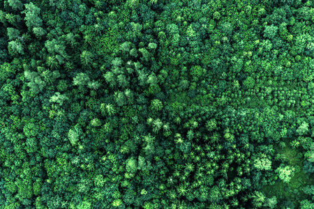 Top view of the area green forest. Nature textureの写真素材