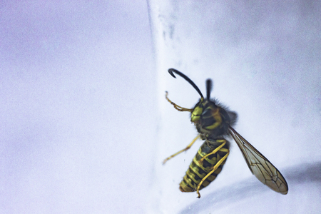 wasp crawling on the glass, side view, prison conceptの写真素材