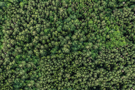Top view of the area green forest. Nature textureの写真素材