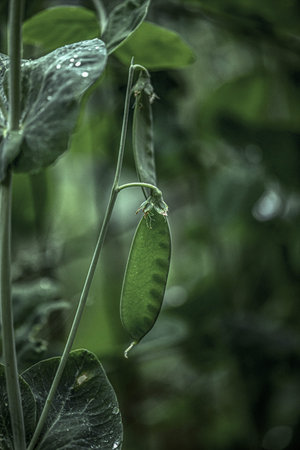 Green peas plant in the garden after rain