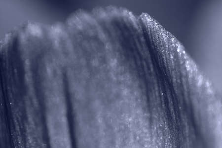 Navy blue abstract floral nature backgroundの写真素材