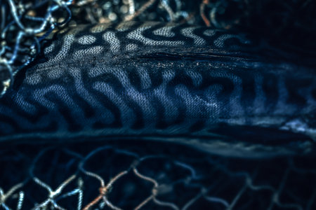 Raw fish Atlantic mackerel uncooked  on fishing net backgroundの写真素材