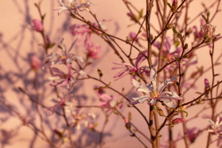 Blooming Magnolia tree on pink background with beautiful sunset shadows