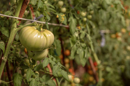 Branch with fresh green  tomatoes growing in an organic greenhouse gardenの写真素材