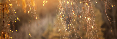 Yellow, orange and red beautiful autumn leaves on trees in autumn forest. Golden sunset and bokeh...