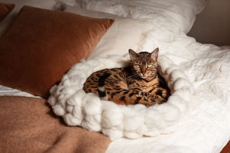 Bengal cat resting in merino wool round pet lounge in creamy and terracotta rust tonesの写真素材