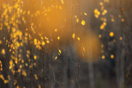 Yellow, orange and red beautiful autumn leaves on trees in autumn forest. Golden sunset and bokeh backgroundの写真素材