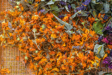 Dried Calendula, Monarda Didyma (bergamot)  and  Anise hyssop (Agastache foeniculum). Already dried to make relaxing herb tea.の写真素材
