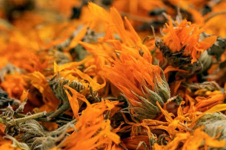 A scattering of dried orange flowers of medicinal calendula close upの写真素材