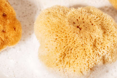 Yellow Natural bath or cleaning sea sponge texture with foamの写真素材