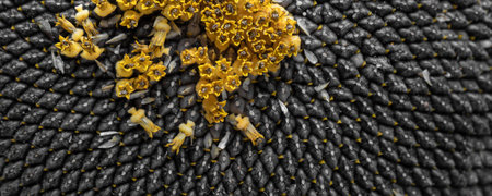 Full frame of perfectly ripened sunflower full of black ripe delicious seeds macro close-up.
