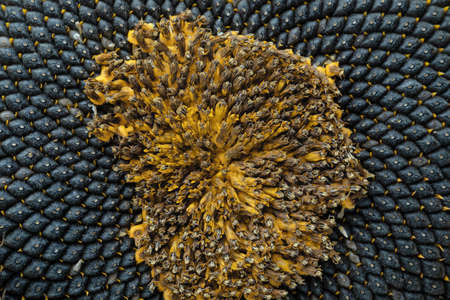 Full frame of perfectly ripened sunflower full of black ripe delicious seeds macro close-up.の写真素材