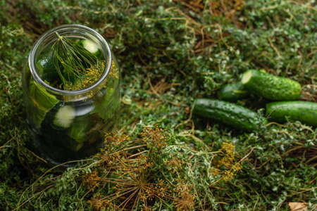 Lightly salted pickled cucumbers in a jar on fresh green thyme background decorated with dill. Seasonal harvesting of vegetables conceptの写真素材