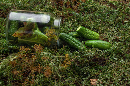 Lightly salted pickled cucumbers in a jar on fresh green thyme background decorated with dill. Seasonal harvesting of vegetables conceptの写真素材